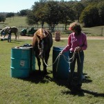 Horse walking through barrels