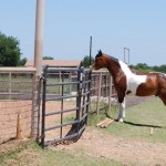 Paint horse watching clinic