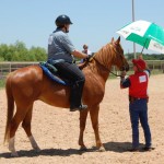 Horse introduced to umbrella