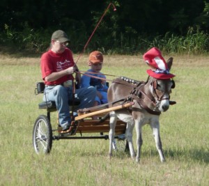 Minature Donkey Boy George