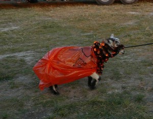 Goat in Halloween Costume