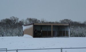 Donkeys hiding in the run-in shed in north pasture