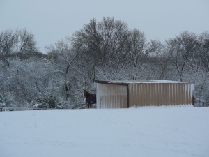 Horse peeking out of shed