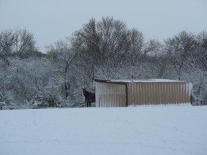 Horse peeking out of shed