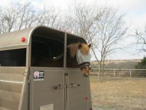 horse riding backwards in the trailer